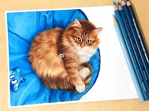 西伯利亚森林猫-大壮