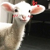 海上月55的头像