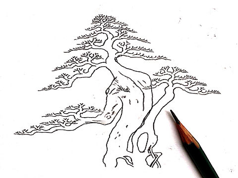 金弹子盆景设计效果图