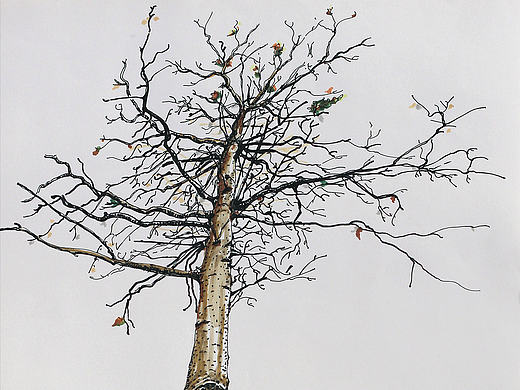 树木 树人（活在当下，做好自己）