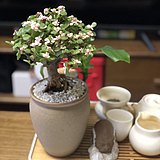 貓六耳的头像
