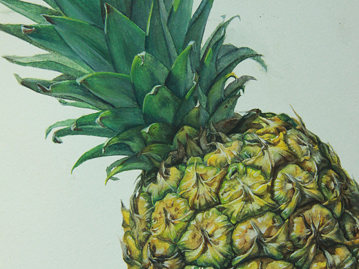 写实水彩插画《菠萝》 这次步骤图绝对详细了。
