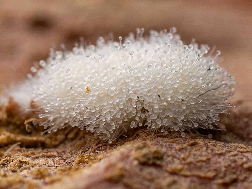 番薯、糖、霉的邂逅