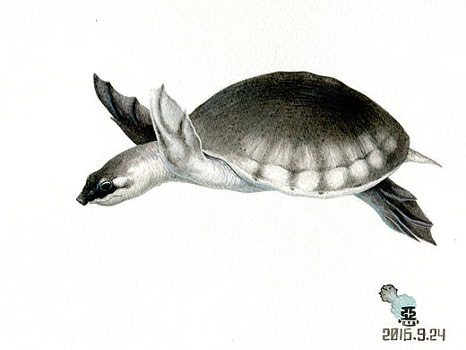 未完成的龟类图鉴（个人主页-ZMjQxNDY2MDg=） - 艺术插画 - 站酷设计师池中原创素材 - 站酷ZCOOL