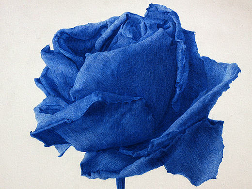 Rosa azul