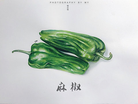 水彩果蔬丨是麻椒呀丨附全过程图