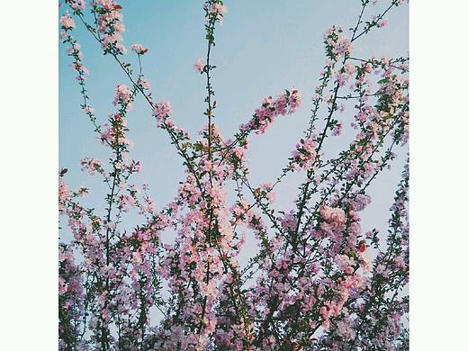 春色（個(gè)人主頁(yè)-ZMTU2NDQyNTY=） - 環(huán)境/建筑攝影 - 站酷設(shè)計(jì)師程迦Luas原創(chuàng)素材 - 站酷ZCOOL