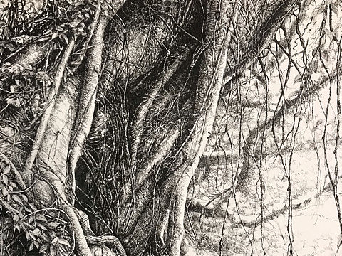 古藤老树