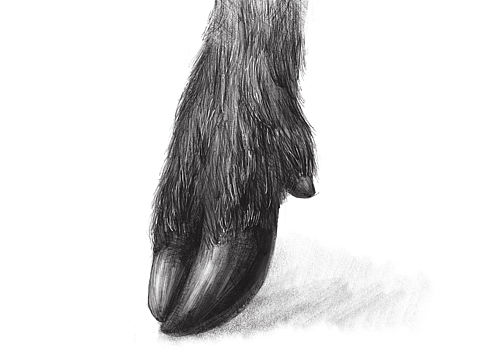 procreate手绘黑驴蹄子（个人主页-ZMjY0NzIyMjA=） - 绘画 - 站酷设计师丹丹丹女亭原创素材 - 站酷ZCOOL