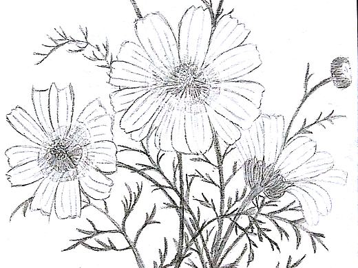 花草手绘练习