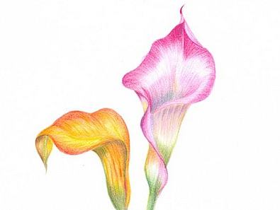 马蹄莲，外加老画两幅（扫描版）