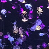 KOKONG的头像