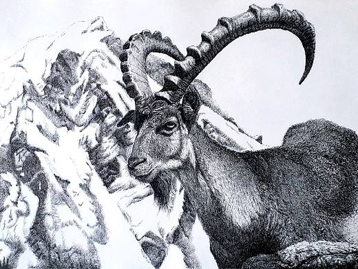 阿尔卑斯山脉の勇士——羱羊