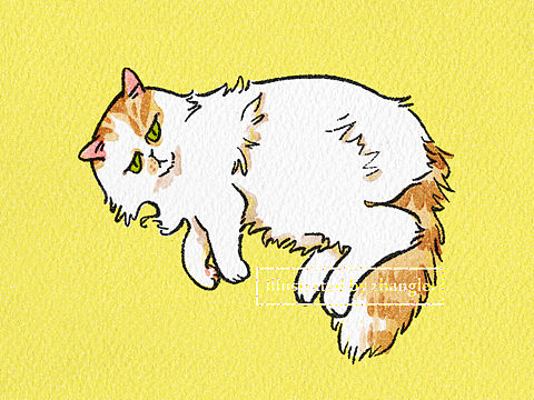 猫屋的猫