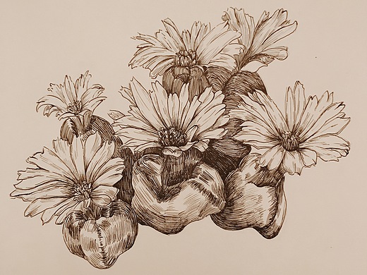 针管笔黑白插画 多肉植物 生石花