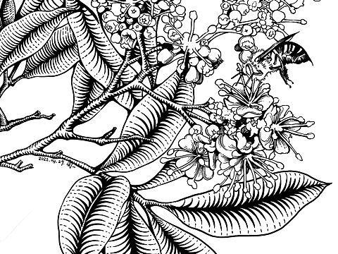 版画荔枝花插画