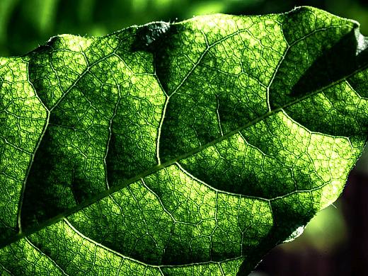 透过阳光的树叶