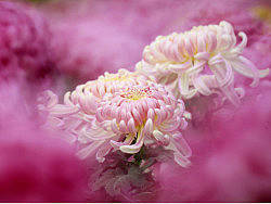 访　菊（续）