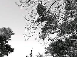 随手黑白照片合集