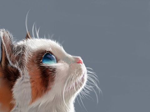 猫