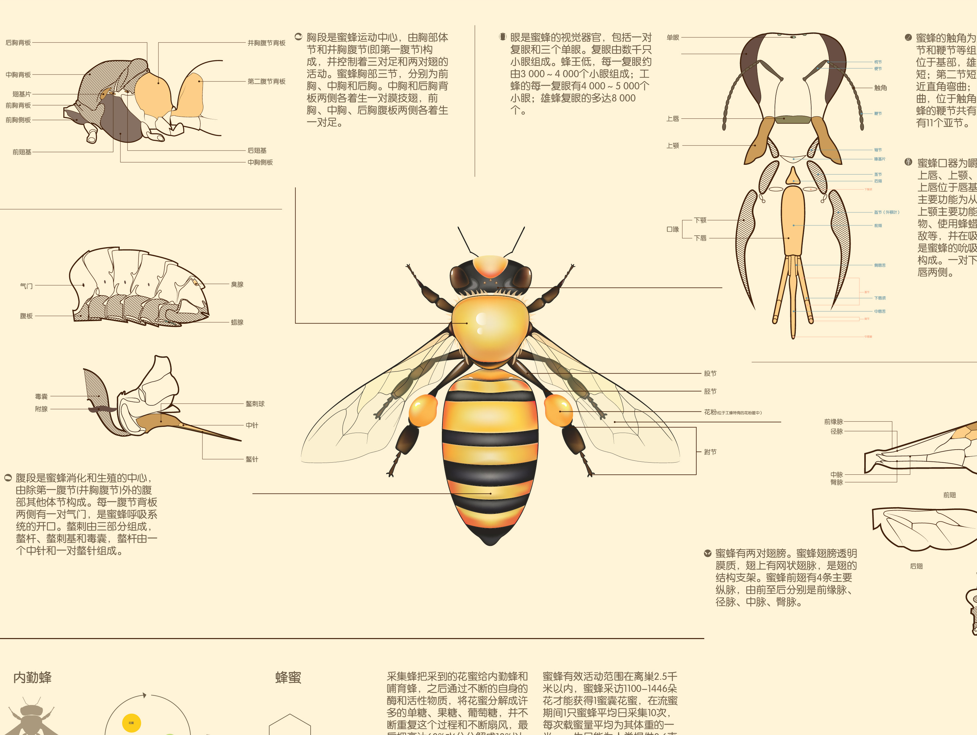 蜜蜂，屁股长刺的小玩意|蜜蜂|毒刺|黄蜂_新浪新闻