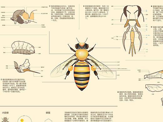 蜜蜂信息图表
