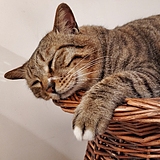 猫妖二的头像