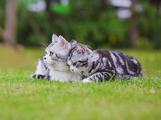 Shin Pet Photography-Casey/大雄