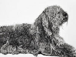 钢笔画《可蒙犬》