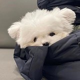 舌头打Jie的头像