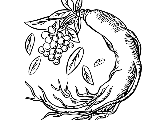 人参插画