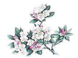花