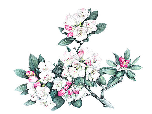 杜鹃花系列——变色杜鹃