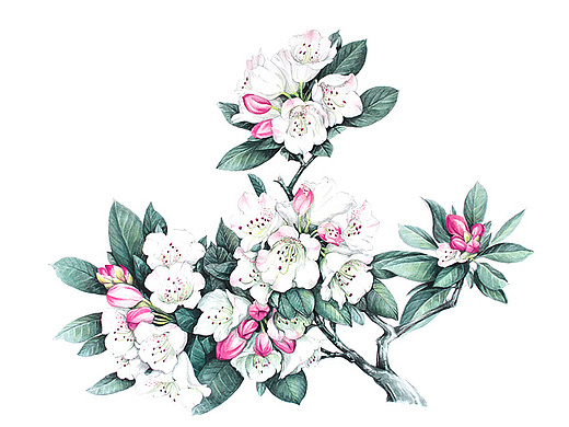 杜鹃花系列——变色杜鹃插画-商业插画34433515年前《我们一块看电影