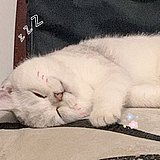 姜饼猪鬼才的头像