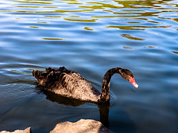 鄞州公園的黑天鵝