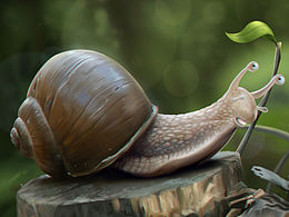《snail》写实插图分享过程