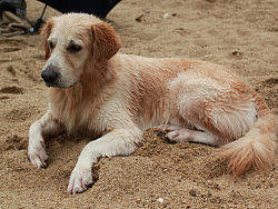 NONO的第一次游泳