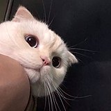 柠不冷的头像