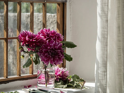 院子里的大麗花支撐了小院的整個(gè)夏秋（個(gè)人主頁-ZNDAxODEwNzI=） - 產(chǎn)品攝影 - 站酷設(shè)計(jì)師是大仙呀原創(chuàng)素材 - 站酷ZCOOL