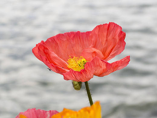 欧洲旅行 之 瑞士的雪山