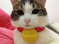 记录下小呆猫的成长~