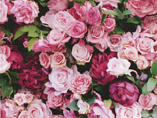 三折頁(yè)設(shè)計(jì)（個(gè)人主頁(yè)-ZMTU1Njc4MzI=） - 宣傳物料 - 站酷設(shè)計(jì)師Nicole_MG原創(chuàng)素材 - 站酷ZCOOL