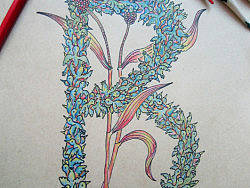 字母的渴望—《B鸟》