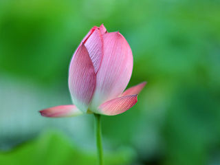 七月娇荷（个人主页-ZNDI4NDE4MA==） - 风光摄影 - 站酷设计师今朝醉客原创素材 - 站酷ZCOOL