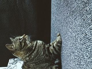 曲奇 你別動 biu~