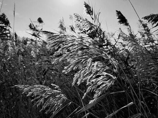 手机摄影-野苇子