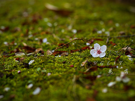 落花（个人主页-ZMzM5OTQwNTI=） - 产品摄影 - 站酷设计师Yulia_my原创素材 - 站酷ZCOOL