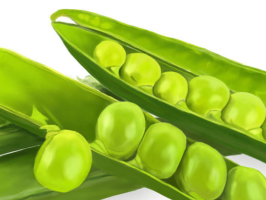 豌豆（個(gè)人主頁(yè)-ZMjIzNjQ0MzY=） - 創(chuàng)作習(xí)作 - 站酷設(shè)計(jì)師微笑麥子原創(chuàng)素材 - 站酷ZCOOL