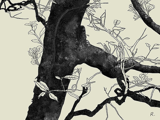 茶御茶祖 品牌包装插画设计